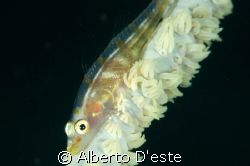 Goby, Nikon D70S, 105 mm, DS160 by Alberto D'este 